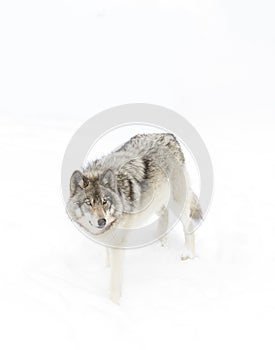 A lone Timber wolf or Grey Wolf (Canis lupus) isolated on white background walking in the winter snow in Canada