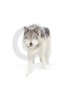 A lone Timber wolf or Grey Wolf (Canis lupus) isolated on white background walking in the winter snow in Canada