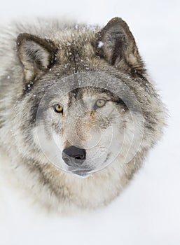 A lone Timber wolf or Grey Wolf (Canis lupus) isolated on white background walking in the winter snow in Canada