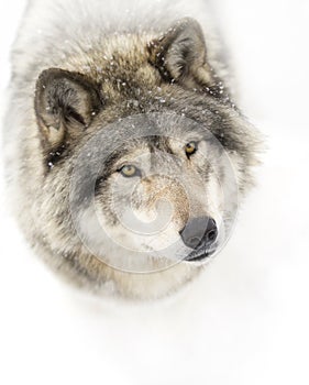 A lone Timber wolf or Grey Wolf (Canis lupus) isolated on white background walking in the winter snow in Canada