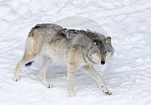 Lone Timber wolf or Grey Wolf Canis lupus isolated on white background walking in the winter snow in Canada