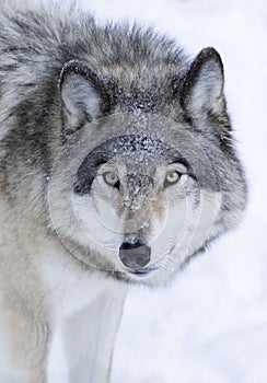 Lone Timber wolf or Grey Wolf Canis lupus isolated on white background walking in the winter snow in Canada