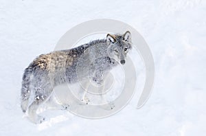 A lone Timber wolf or Grey Wolf (Canis lupus) isolated on white background walking in the winter snow in Canada