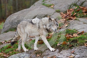 A lone Timber wolf or grey wolf (Canis lupus) on a rocky cliff on an autumn day in Canada