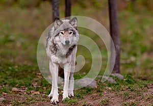 A lone Timber wolf or grey wolf (Canis lupus) on a rocky cliff on an autumn day in Canada