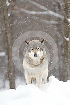 A lone Timber wolf or grey wolf (Canis lupus) standing in a snow covered field in Canada