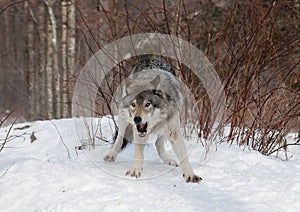 A lone Timber wolf or Grey Wolf (Canis lupus) standing in the winter snow in Canada