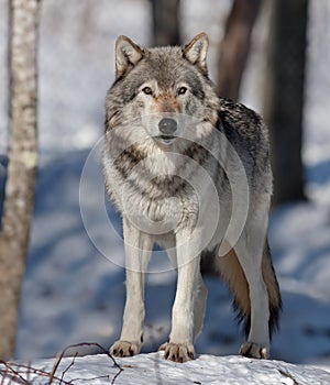 A lone Timber wolf or Grey Wolf (Canis lupus) standing in the winter snow in Canada