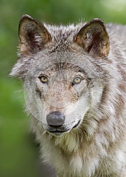 lone Timber wolf or Grey Wolf (Canis lupus) on top of a rock on an autumn day in Canada