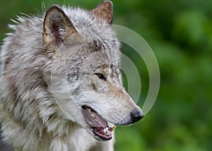 lone Timber wolf or Grey Wolf (Canis lupus) on top of a rock on an autumn day in Canada