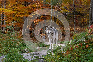 A lone Timber wolf or Grey Wolf (Canis lupus) on top of a rock on an autumn day in Canada