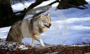 A lone Timber wolf or Grey Wolf Canis lupus walking in the falling winter snow Bayerischer Wald