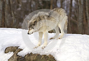 Lone Timber Wolf or Grey Wolf Canis lupus walking in the winter snow in Canada
