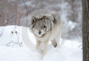 A lone Timber wolf or grey wolf (Canis lupus) walking in the winter snow in Canada