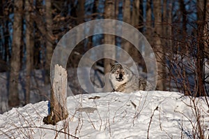 A lone Timber wolf or grey wolf (Canis lupus) walking in the winter snow in Canada