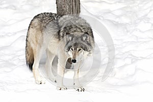 Lone Timber wolf or Grey Wolf Canis lupus on white background standing in the winter snow in Canada