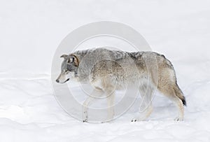 Lone Timber wolf or Grey Wolf Canis lupus on white background walking in the winter snow in Canada