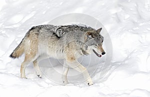 Lone Timber wolf or Grey Wolf Canis lupus on white background walking in the winter snow in Canada