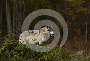 A lone Timber wolf or Grey Wolf standing on a rocky cliff on an autumn rainy day in Canada