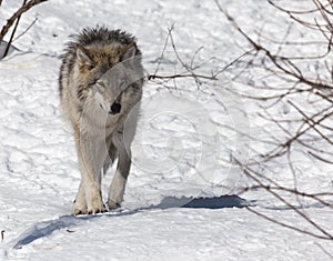 A lone Timber Wolf in the winter