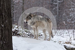 A Lone timber wolf in a winter scene