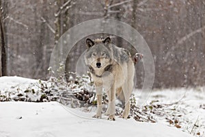 Lone timber wolf in a winter scene