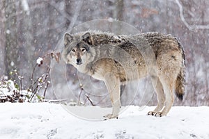 Lone timber wolf in a winter scene