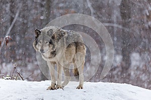 Lone timber wolf in a winter scene