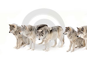 A lone Timber wolves or grey wolf (Canis lupus) walking in the winter snow in Canada against a white snowy background