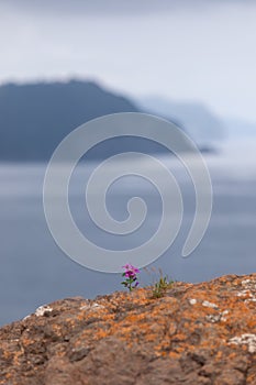 Lone tiny flowering Orobanchaceae or broomrapes surviving on limestone cliffs, blurry background. Lequeitio, Biscay, Basque photo