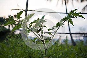 A lone tomato plant in a dhania (coriander) farm