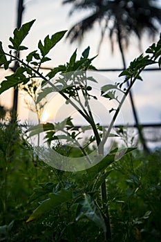 A lone tomato plant in a dhania (coriander) farm