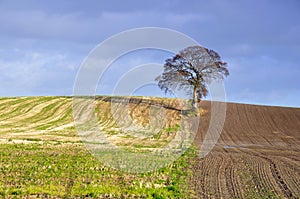 Lone Tree