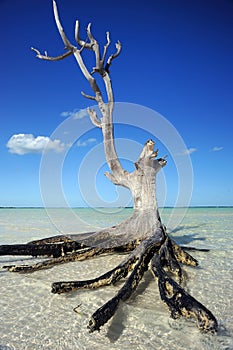 Lone tree