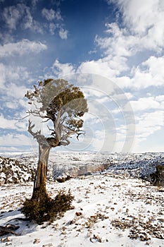 Lone tree