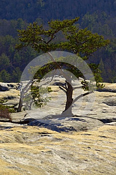 Lone Tree