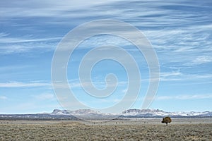 Lone Tree