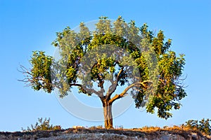 Lone tree