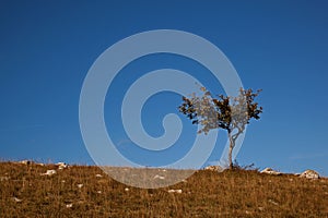 Lone tree