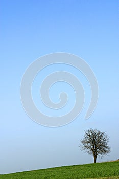 Lone tree