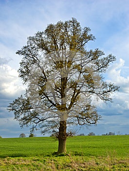 Osamělý strom 