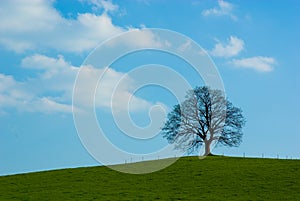 Lone tree