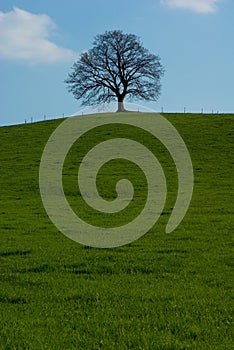 Lone tree