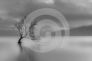 Lone tree