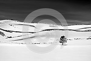 Lone Tree