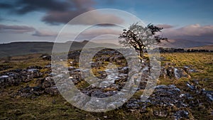 Lone tree above Settle in Yorkshire Dales