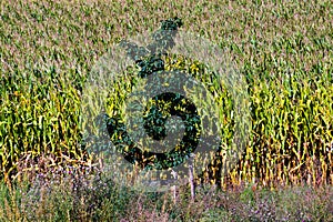 Lone tree against corn field