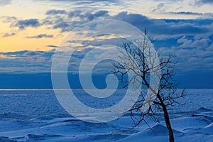 Lone Tree Against a Deep Blue Twilight Sky in Winter with a Frozen Lake as Background