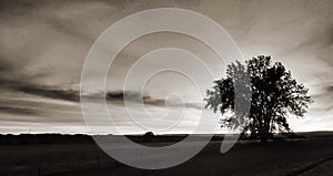 Lone tree against dramatic sky