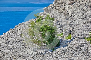 Lone Tree Against Rocky Cliffs of Velebit